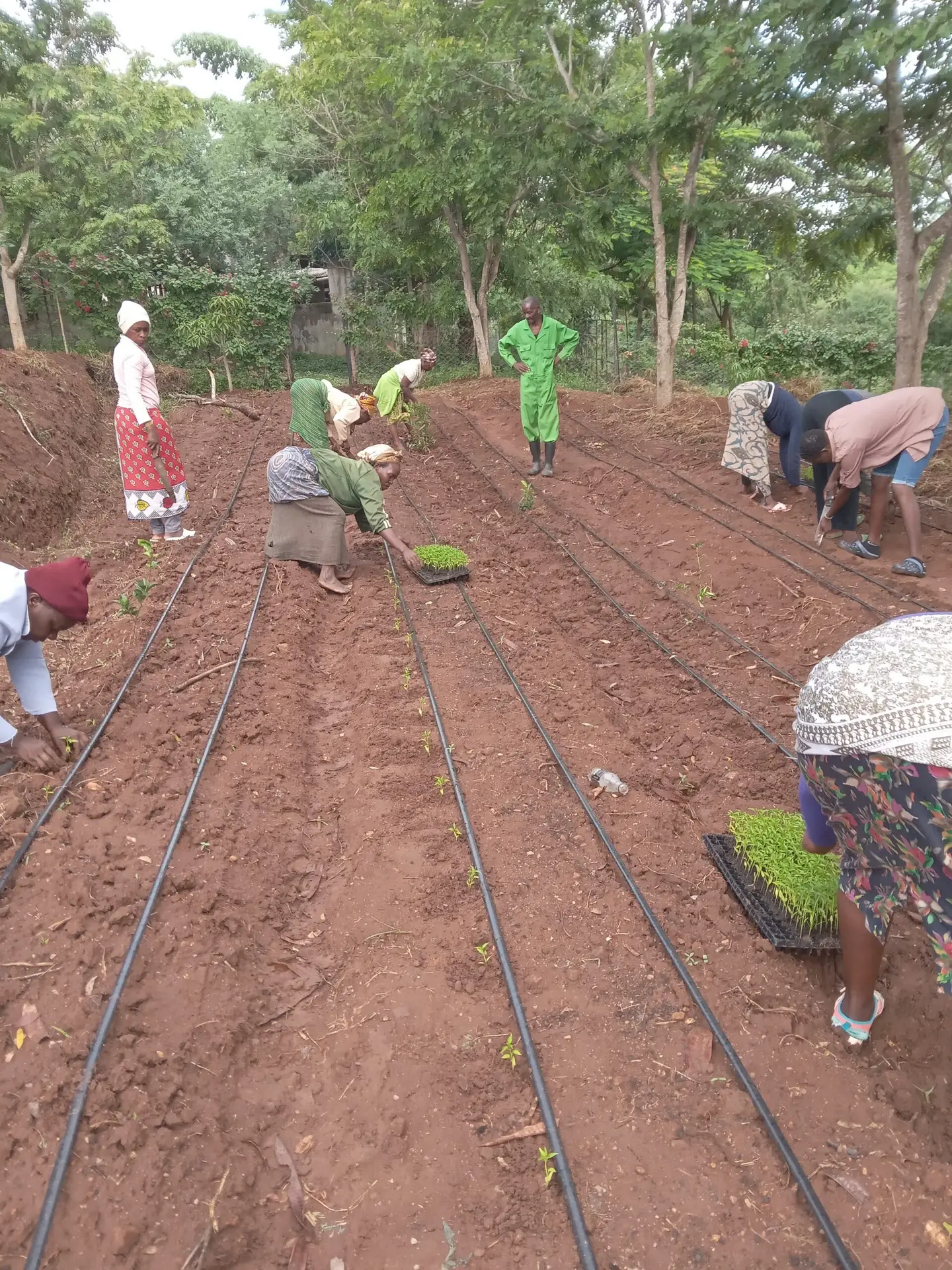 planting