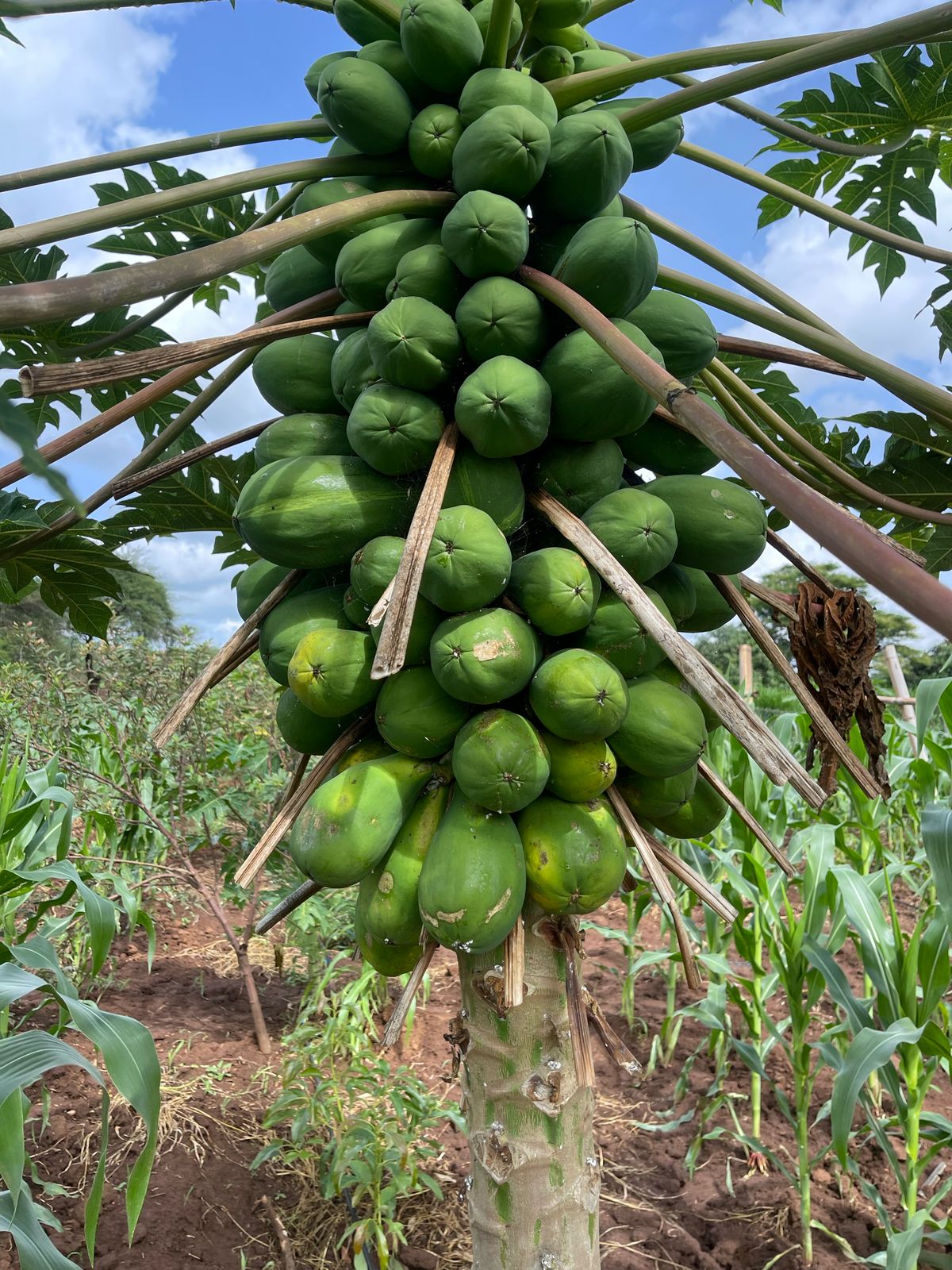 pawpaw