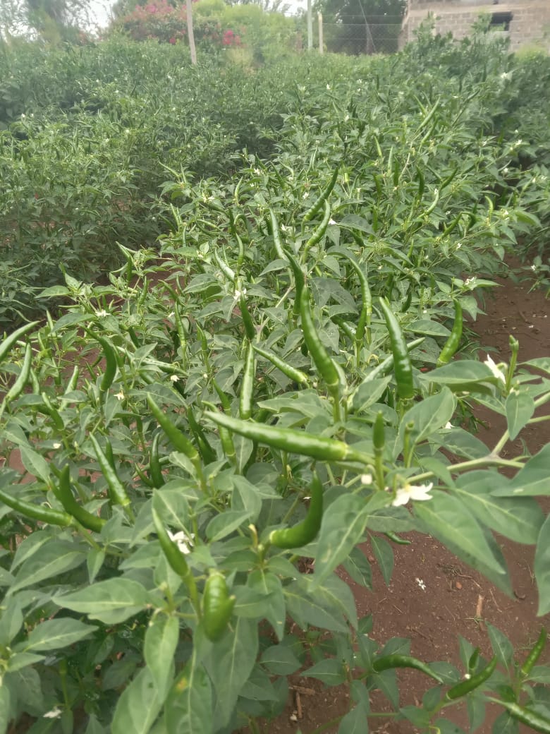 chili rows
