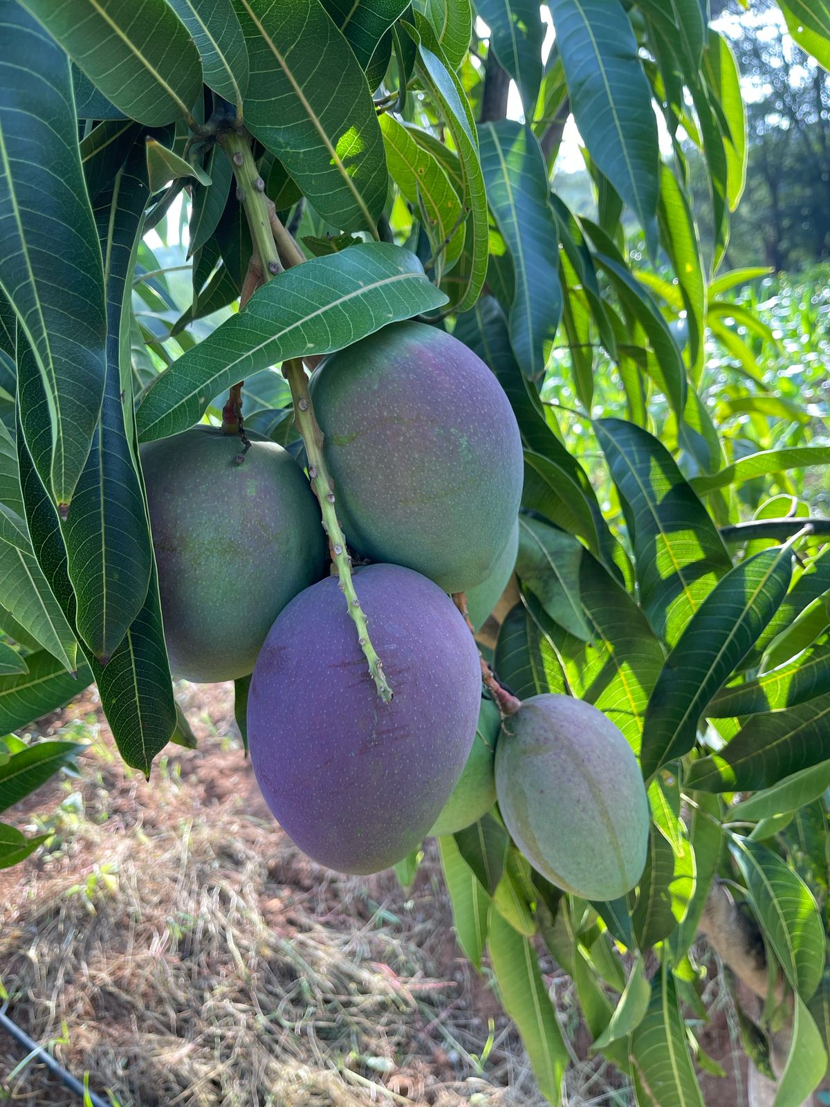 mango