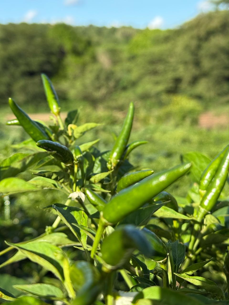 chili farm