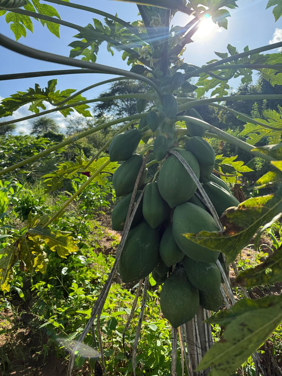 pawpaws
