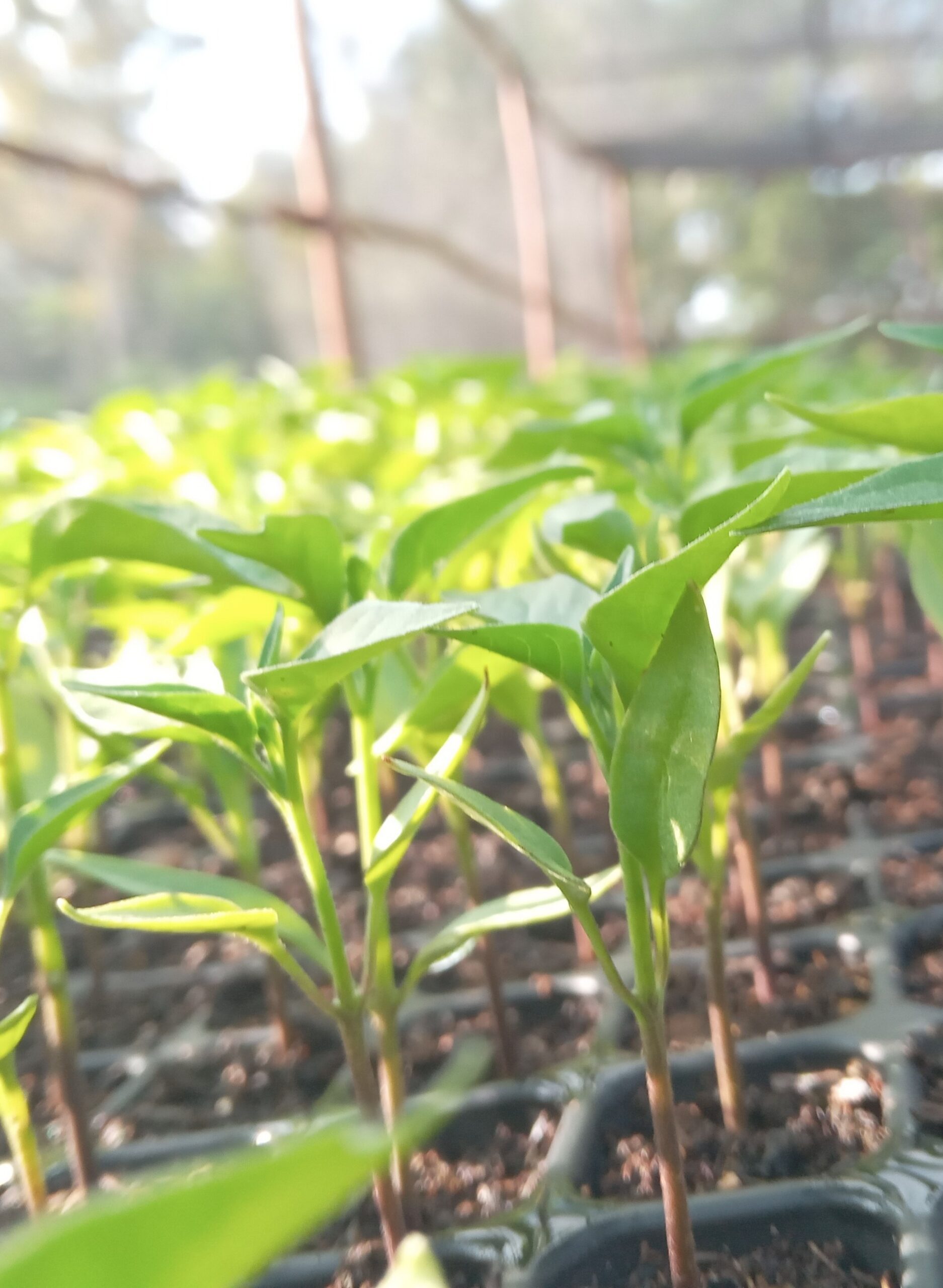 seedlings